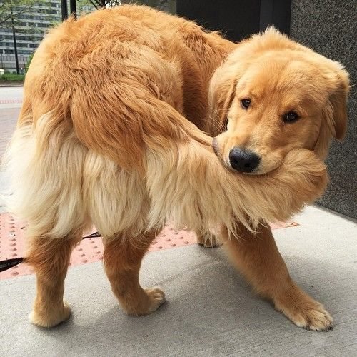Reference photo of a golden retriever looking back and biting its own hip