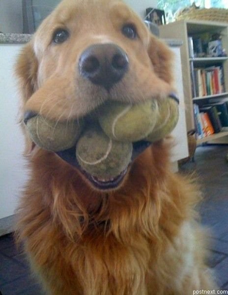 Reference photo of a golden retriever holding several tennis balls in its mouth